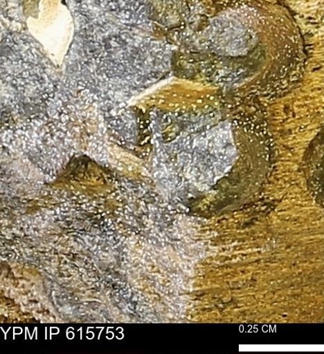 Teredo sp.