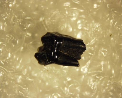 Pelycodus sp.