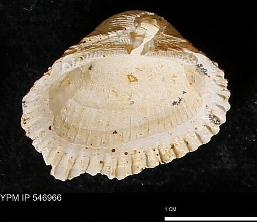 Scapharca transversa