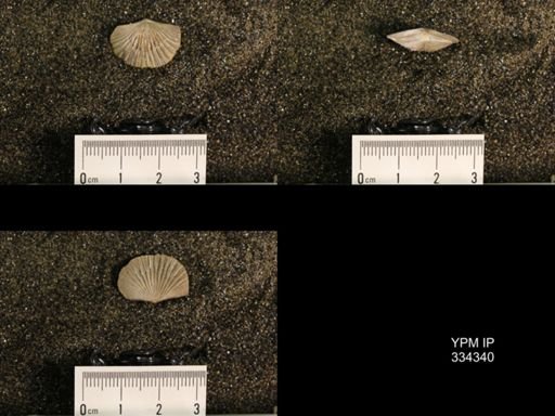 Plectorthis triplicatella