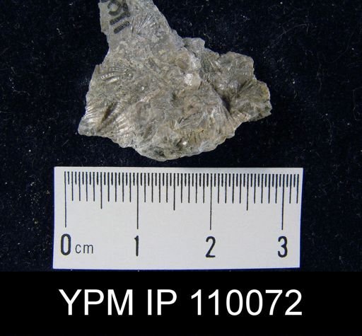 Leptocoelia hemispherica