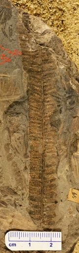Pecopteris cyathea