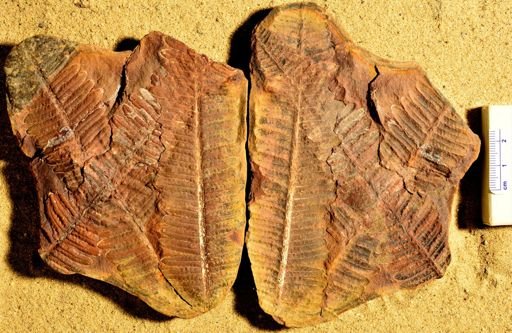 Pecopteris