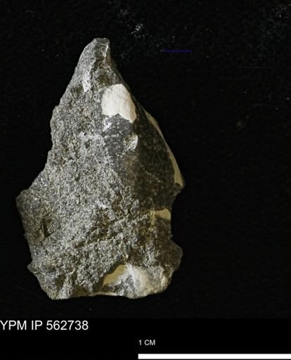 undet. Bivalvia