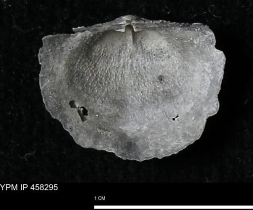 Chonetes mucronatus