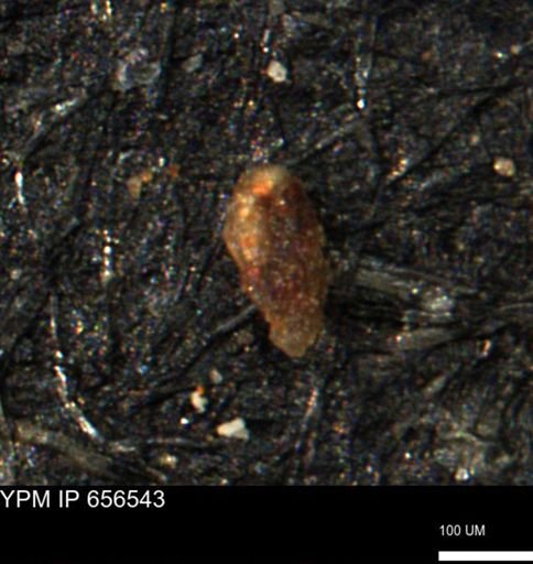 Verneuilina canadensis