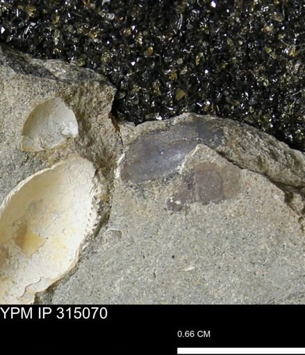 undet. Bivalvia