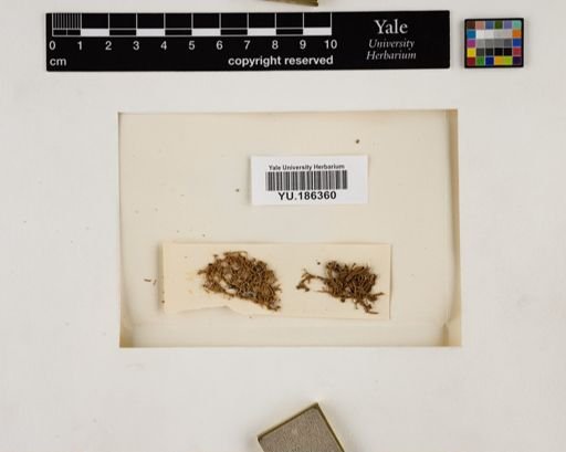 Plantae