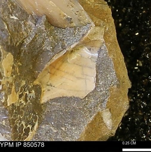 Limopsis striatopunctatus