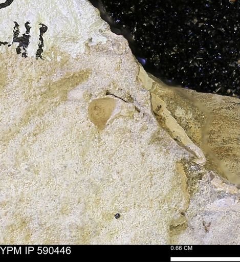 undet. Mollusca