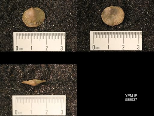 Dalmanella testudinaria emacerata