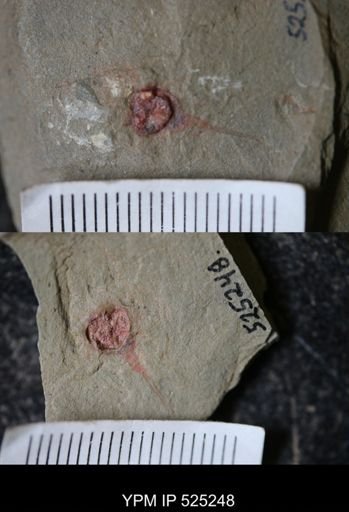 undet. Xiphosurida