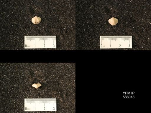 Zygospira modesta
