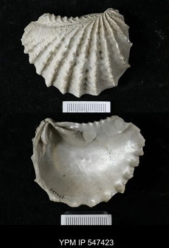 Pterotrigonia sp.
