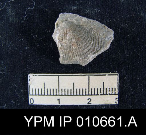 Productus wolfcampensis