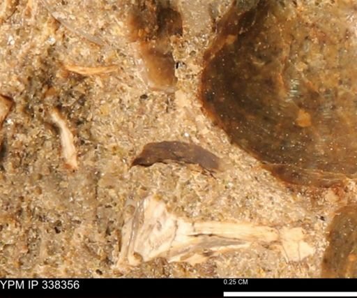 undet. Mollusca