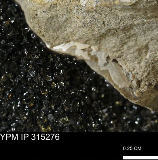 undet. Mollusca