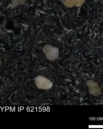 undet. Foraminiferida