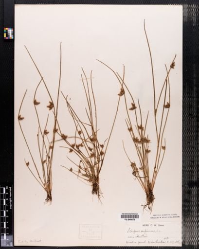 Scirpus