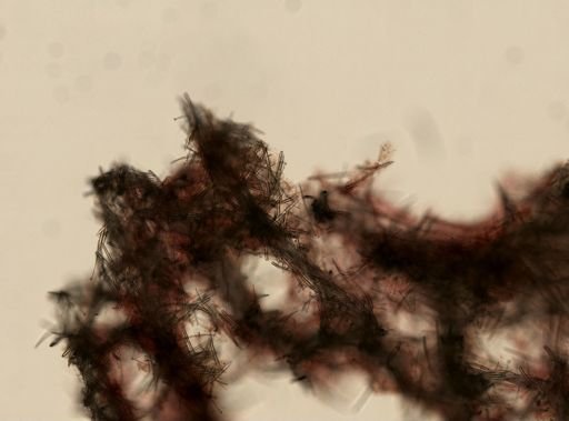 Acarnus erithacus