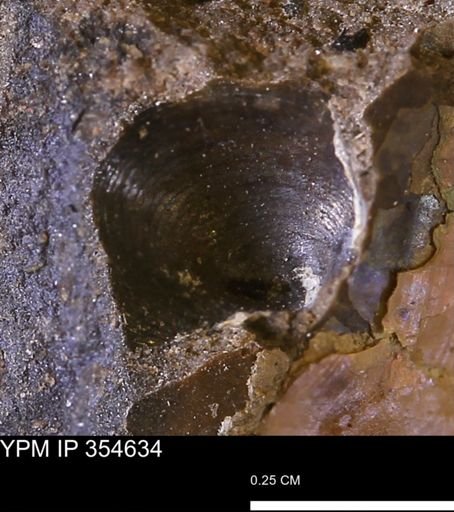 undet. Bivalvia