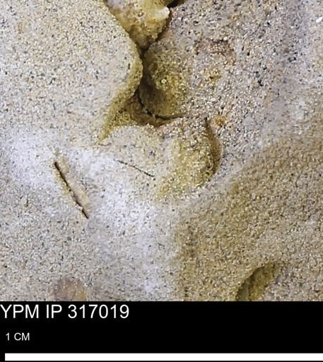 undet. Mollusca