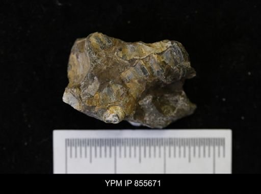 undet. Teredinidae
