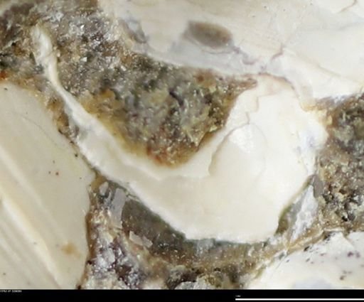 Corbulamella gregaria