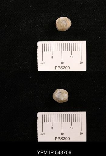 Protocardia sp.
