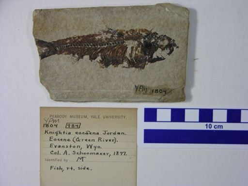 Knightia eocaena
