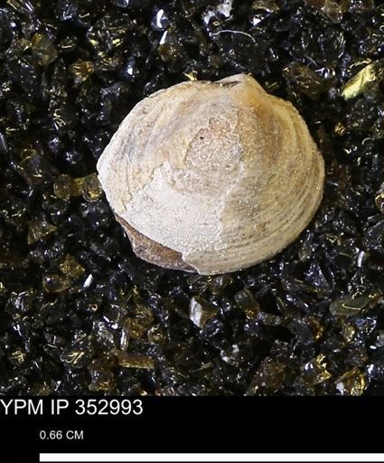 Limopsis striatopunctatus