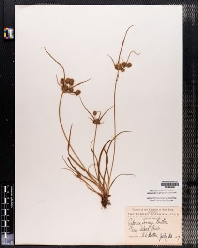 Cyperus retrorsus