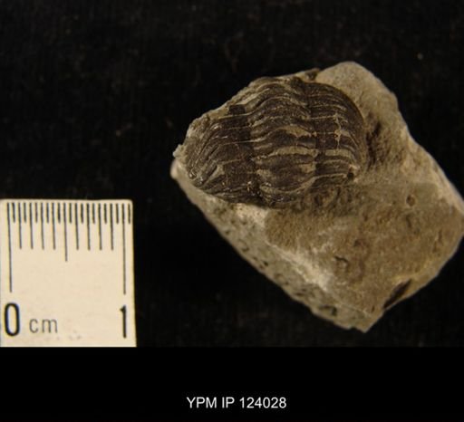 Phacops rana