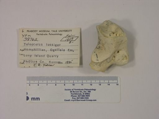 Teleoceras fossiger