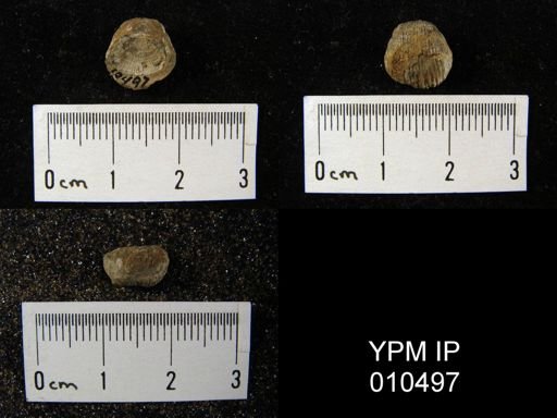 Marginifera viseeniana