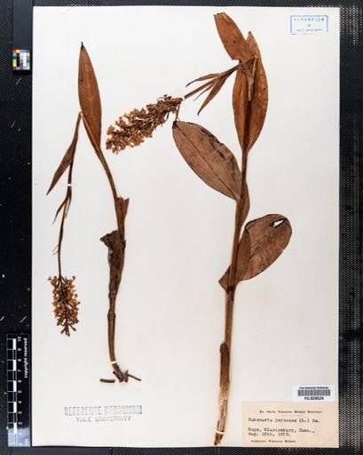 Habenaria psycodes