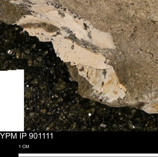 undet. Mollusca