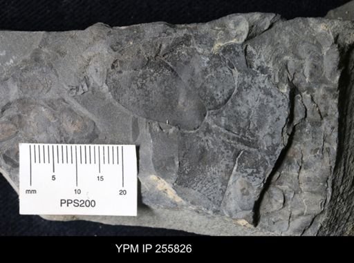 Eurypterida