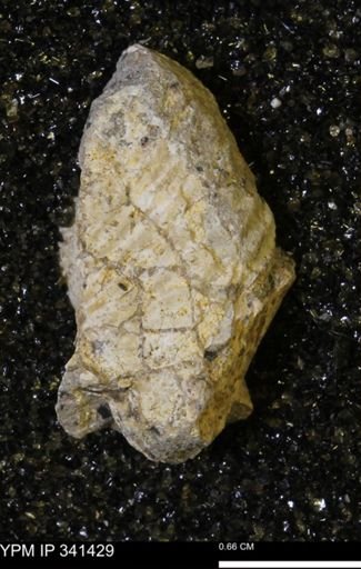 Scaphites sp.