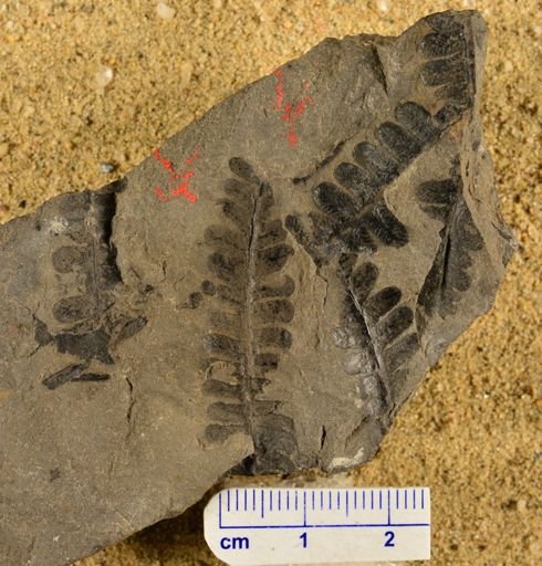 Pecopteris