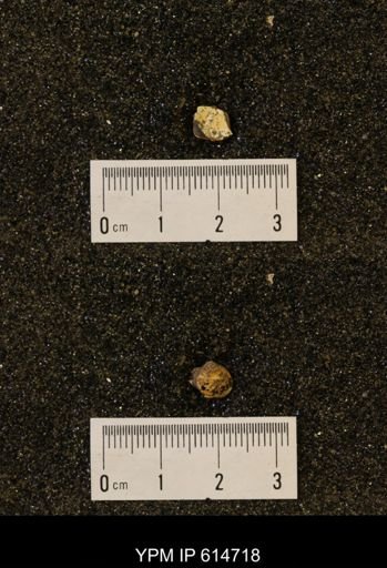 Limopsis striatopunctatus