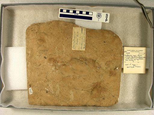 Chirotherium copei