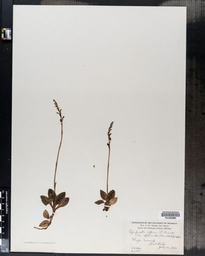Plantae