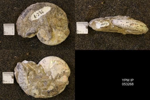 Discoscaphites conradi