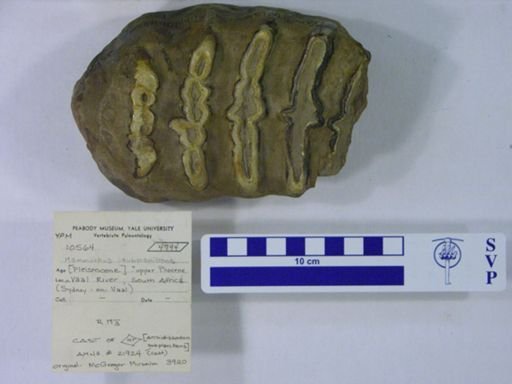 Archidiskodon subplanifrons