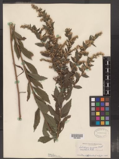 Solidago rugosa