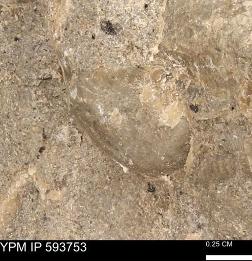 Baculites sp.