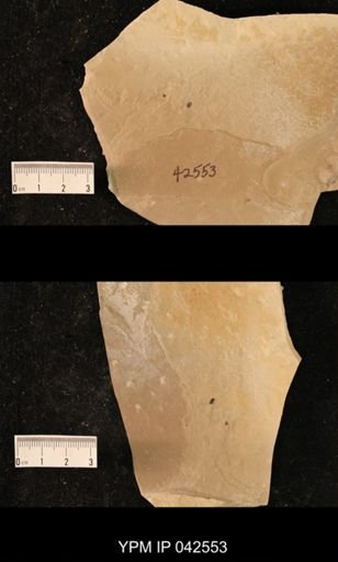 Hexapoda