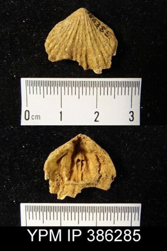 Eatonia medialis?