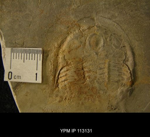 Asaphus homfrayi